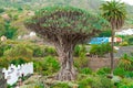 Icod de los Vinos, Tenerife/Spain - March 8, 2020: Famous dragon tree at Tenerife island