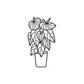 Icon Anthurium in a pot. Vector illustration