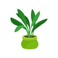 Flat vector icon of aspidistra plant with long foliage. Houseplant in bright green ceramic pot. Element for office or