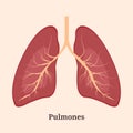 Icon, banner, poster, illustration with human lungs and Pulmones text