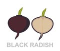 Icon Black radish whole and section Royalty Free Stock Photo