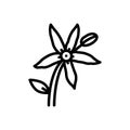 Black line icon for Bluestar Flower, amsonia and apocynaceae