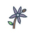 Color illustration icon for Bluestar Flower, amsonia and blooming