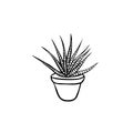 Icon of cactus hand drawn style. Sketch of Haworthia for different design.