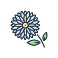 Color illustration icon for Chrysanthemum, daisy and marguerite