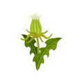 Icon of dandelion with green leaves and closed head with seeds. Small wild weed. Summer plant. Flat vector design