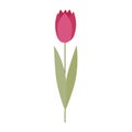 An icon of a decorative pink tulip on a white background. Beautiful vector flower for spring holidays decor. Royalty Free Stock Photo