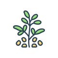 Color illustration icon for Fenugreek, seed and trigonella