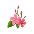 Icon of frangipani plumeria . Tropical flowers with pink petals and green leaves. Flat vector for postcard, botanical Royalty Free Stock Photo