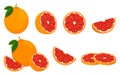 Icon Grapefruit. Set with whole fruit, slice and a half, with leaves. Isolated vector illustration in a flat style