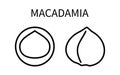 Icon Macadamia Line In A Simple Style. Source Obtaining Milk Vegetable Origin. Vector sign in a simple style isolated on