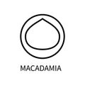 Icon Macadamia Line In A Simple Style. Source Obtaining Milk Vegetable Origin. Vector sign in a simple style isolated on