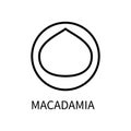 Icon Macadamia Line In A Simple Style. Source Obtaining Milk Vegetable Origin. Vector sign in a simple style isolated on