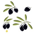 Icon of olives, Branch with black olives and leaves to decorate