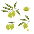 Icon of olives, Branch with green olives and leaves to decorate