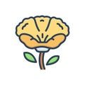 Color illustration icon for Poppy, papaveraceae and opium