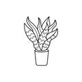 Icon Sansevieria in a pot. Vector illustration