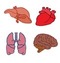 Icon set of human internal organs. Illustration in cartoon style isolated on white background heart, brain, lungs, liver, icons Royalty Free Stock Photo