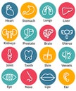 Icon Set of Human Organs Royalty Free Stock Photo