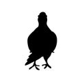 Icon of sitting bird dove. Flat cartoon character design. Black cute peace pigeon silhouette template. Vector illustration