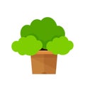 Icon tree pot isolated on white, potted tree for clip art cartoon, illustration pot tree small for symbol gardening shop, floral