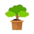 Icon tree pot isolated on white, potted tree for clip art cartoon, illustration pot tree small for symbol gardening shop, floral