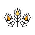 The icon of a trio of wheat spikelets. Production of bread and beer. Agricultural industry.