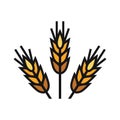 The icon of a trio of wheat spikelets. Production of bread and beer. Agricultural industry.