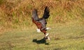 Iconic African fish-eagle with catch