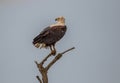 Iconic African fish-eagle isolated at the top of a tree