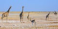 Iconic African Plains with tower of Giraffe and a springbok