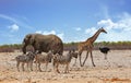Iconic African Safari scene with elephant, giraffe and zebra with a lovely blue cloudy sky
