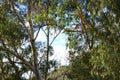 Iconic Australian bushland scene with tall eucalyptus trees and shrubs. Royalty Free Stock Photo