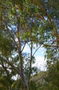 Iconic Australian bushland scene with tall eucalyptus trees and shrubs. Royalty Free Stock Photo