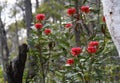 Iconic Australian native red waratah flowers, Telopea speciosissima, family Proteaceae, growing in Sydney forest understorey Royalty Free Stock Photo