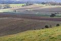 Iconic Australian wild kangaroo in the middle of the vineyards. Wine making area at Clare valley, South Australia