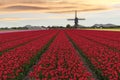 Warm color sunset on a red tulip farm Royalty Free Stock Photo