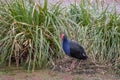 Pukeko Nesting, New Zealand Swamp Hen