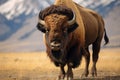 Iconic buffalo of the USA, the American bison reigns as a magnificent, formidable creature