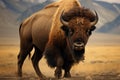 Iconic buffalo of the USA, the American bison reigns as a magnificent, formidable creature