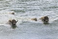 Iconic buffalo beside the yellowstone river