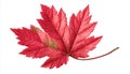 The Iconic Canadian Symbol: Red Maple Leaf, Maple Leaves In Spring - A Fresh Touch Of Young Greenery For Decorating Royalty Free Stock Photo