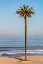 Iconic Canary Island Date Palm at Moonlight Beach