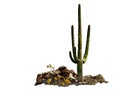 Iconic clipart of a Saguaro cactus in Tucson, Arizona