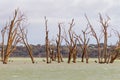 Iconic dead red gum trees in the river murray at cobdogla south australia on 22nd June 2020