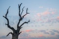 The iconic dead tree near U Bein bridge, Taungthaman Lake near Amarapura in Myanmar. Royalty Free Stock Photo