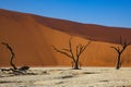 Iconic Deadvlei Shadowy Trees, Red Dune, Blue Sky Royalty Free Stock Photo