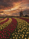 Iconic Dutch landscape sunset