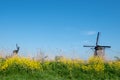 Iconic Dutch windmills with yellow spring flowers in front at Kinderdijk, Holland, Netherlands, a UNESCO World Heritage Site.