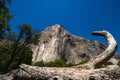 The iconic El Capitan from below during the sunny summer day. Yosemite Valley is located in California in the USA